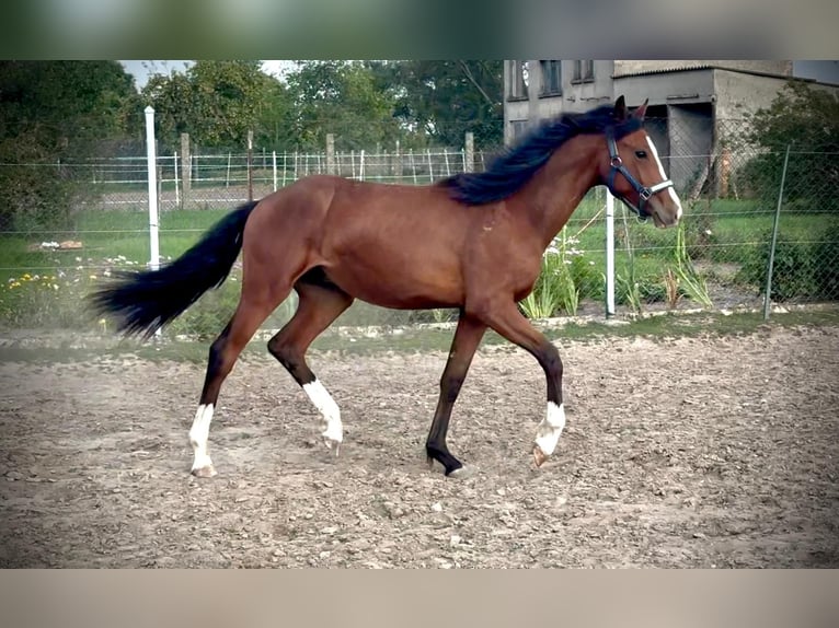 Caballo de equitación alemán pequeño Semental 1 año 155 cm in J&#xFC;trichau