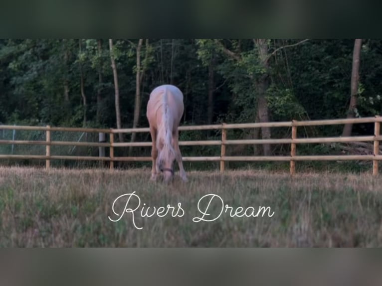 Caballo de equitación alemán pequeño Semental 1 año 155 cm Palomino in Wehringen