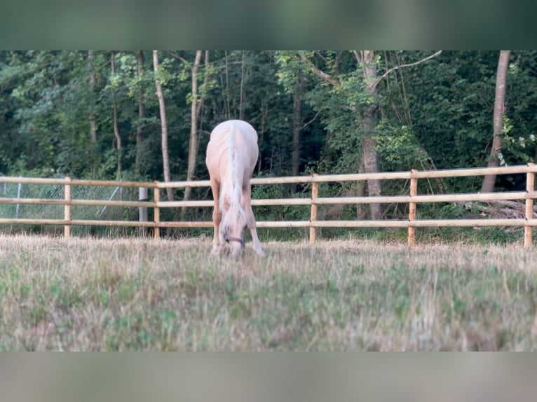 Caballo de equitación alemán pequeño Semental 1 año 155 cm Palomino in Wehringen