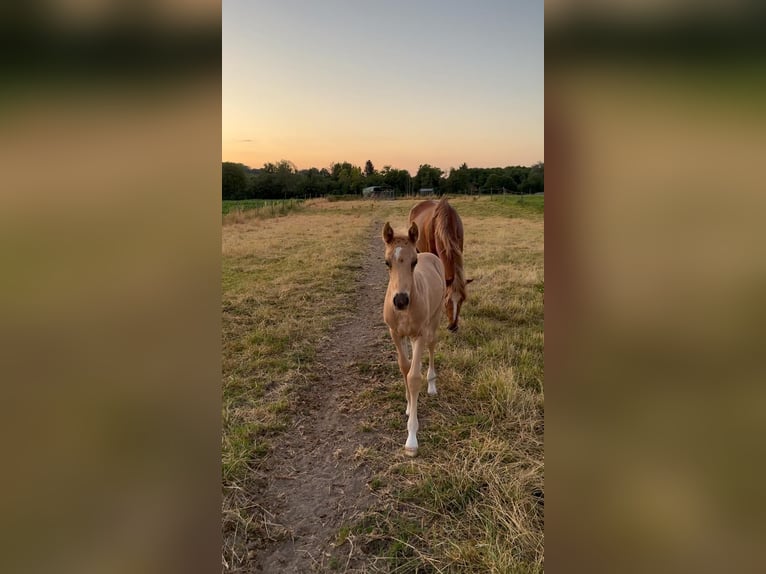 Caballo de equitación alemán pequeño Semental 1 año 155 cm Palomino in Wehringen