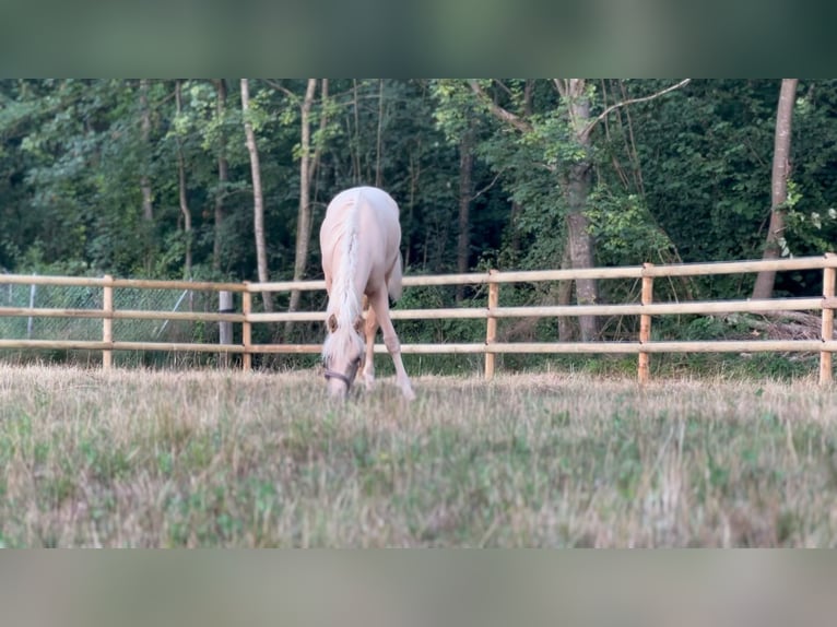 Caballo de equitación alemán pequeño Semental 1 año 155 cm Palomino in Wehringen