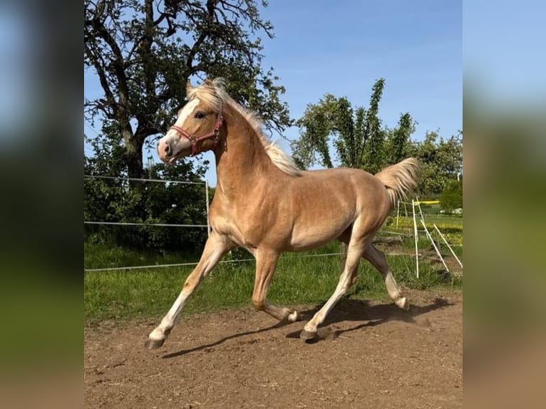 Caballo de equitación alemán pequeño Semental 1 año 160 cm Palomino in Laubach