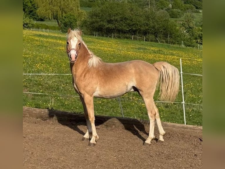 Caballo de equitación alemán pequeño Semental 1 año 160 cm Palomino in Laubach