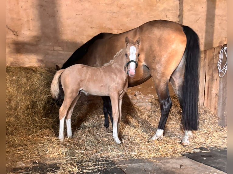 Caballo de equitación alemán pequeño Semental 1 año Palomino in Wittstock/Dosse OT Feyenstein