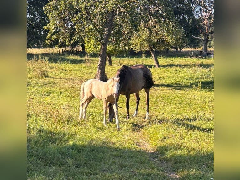 Caballo de equitación alemán pequeño Semental 1 año Palomino in Wittstock/Dosse OT Feyenstein