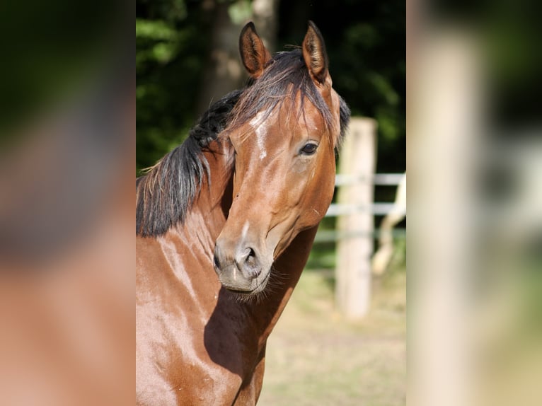 Caballo de equitación alemán pequeño Semental 2 años 155 cm Castaño in Winsen (Luhe)