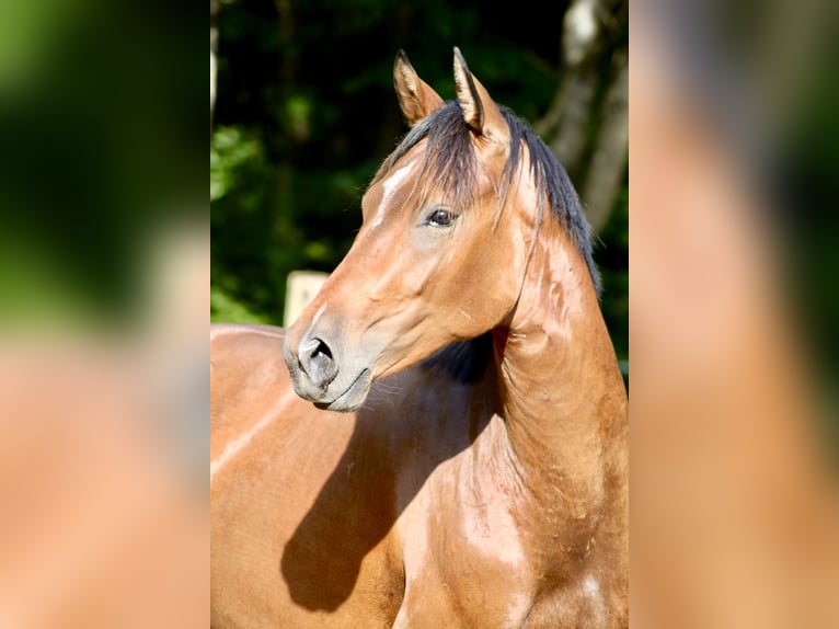 Caballo de equitación alemán pequeño Semental 2 años 155 cm Castaño in Winsen (Luhe)