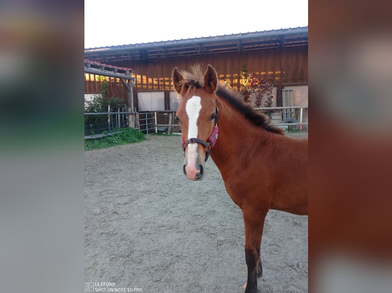 Caballo de equitación alemán pequeño Semental Potro (05/2024) 153 cm Castaño in Hergatz