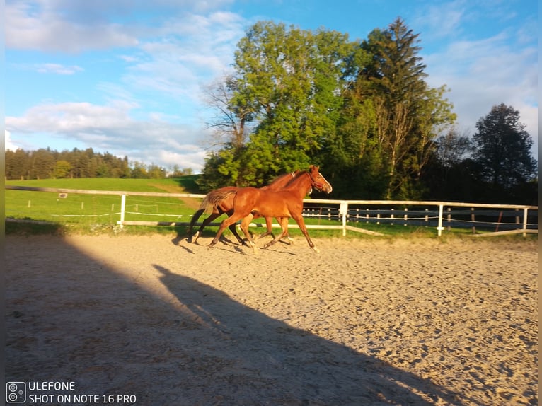 Caballo de equitación alemán pequeño Semental Potro (05/2024) 153 cm Castaño in Hergatz