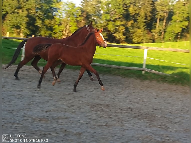 Caballo de equitación alemán pequeño Semental Potro (05/2024) 153 cm Castaño in Hergatz