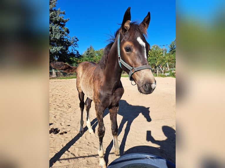 Caballo de equitación alemán pequeño Semental Potro (05/2025) 154 cm in J&#xFC;trichau