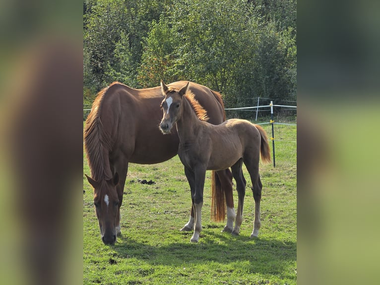 Caballo de equitación alemán pequeño Semental Potro (07/2026) 155 cm Alazán-tostado in Welschneudorf