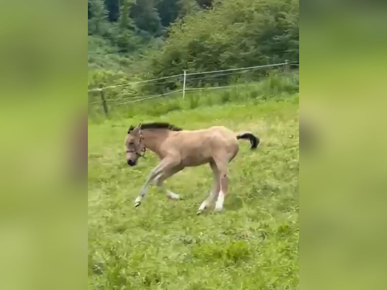 Caballo de equitación alemán pequeño Semental Potro (04/2026) 155 cm Buckskin/Bayo in Nievern