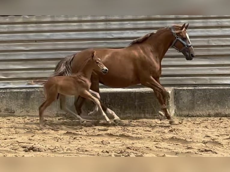 Caballo de equitación alemán pequeño Semental Potro (07/2024) 158 cm Alazán in Wehringen