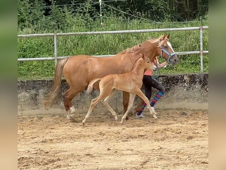 Caballo de equitación alemán pequeño Semental Potro (07/2024) 158 cm Alazán in Wehringen