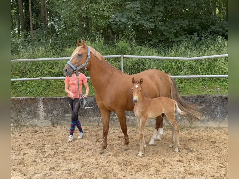 Caballo de equitación alemán pequeño Semental Potro (07/2024) 158 cm Alazán in Wehringen