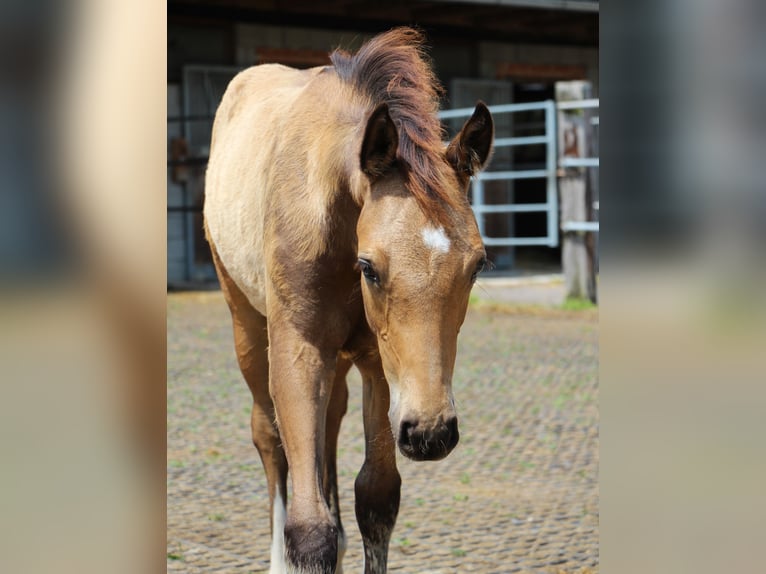 Caballo de equitación alemán pequeño Semental Potro (06/2024) 158 cm Buckskin/Bayo in Bergland