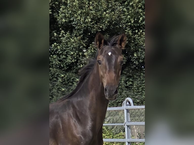 Caballo de equitación alemán pequeño Semental Potro (03/2025) 158 cm Morcillo in Grevenbroich