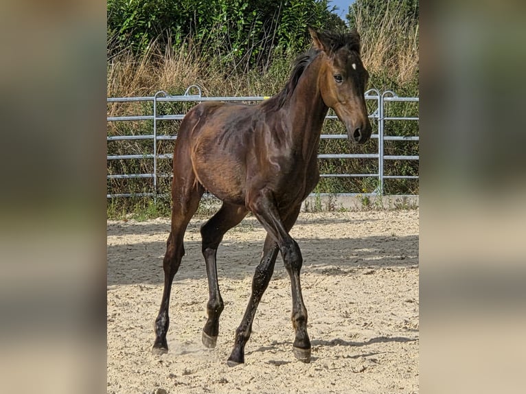 Caballo de equitación alemán pequeño Semental Potro (03/2025) 158 cm Morcillo in Grevenbroich