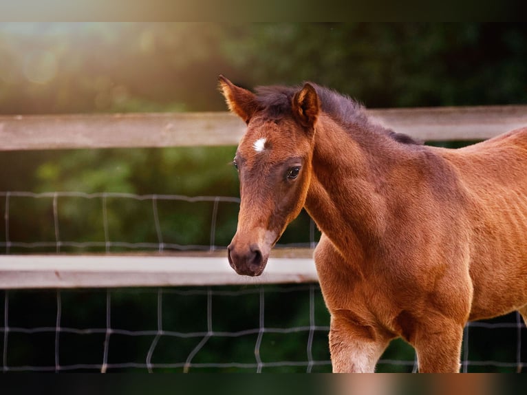 Caballo de equitación alemán pequeño Semental  159 cm Morcillo in Grevenbroich