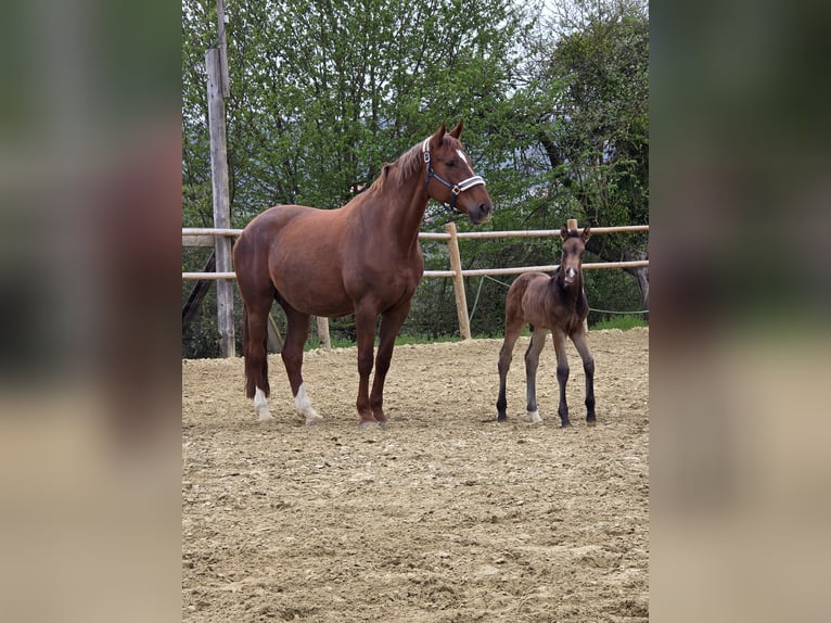Caballo de equitación alemán pequeño Semental Potro (01/2026) 165 cm Bayo in Duingen