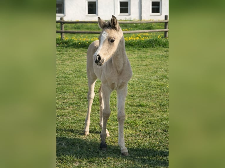 Caballo de equitación alemán pequeño Semental Potro (04/2026) 165 cm Buckskin/Bayo in Grevenbroich