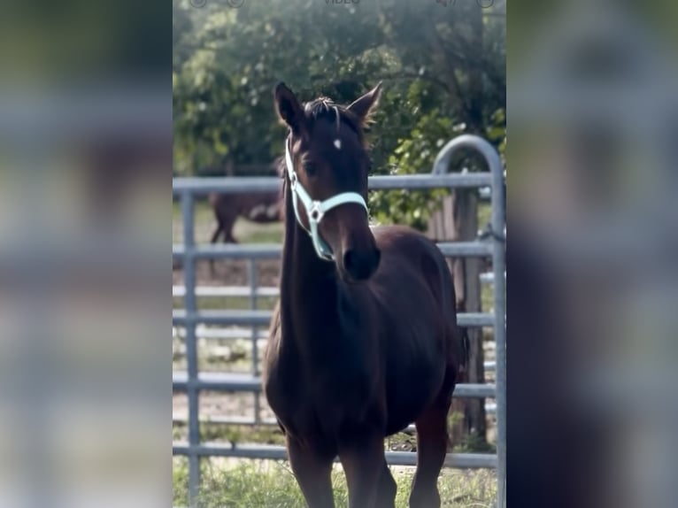 Caballo de equitación alemán pequeño Semental Potro (03/2025) 165 cm Morcillo in Grevenbroich