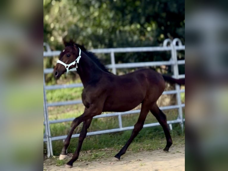Caballo de equitación alemán pequeño Semental Potro (03/2025) 165 cm Morcillo in Grevenbroich