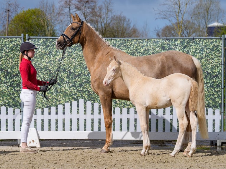 Caballo de equitación alemán pequeño Semental Potro (01/2026) Perlino in Münster-Handorf