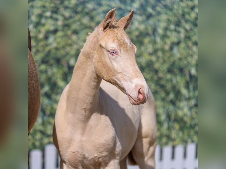 Caballo de equitación alemán pequeño Semental Potro (01/2026) Perlino in Münster-Handorf