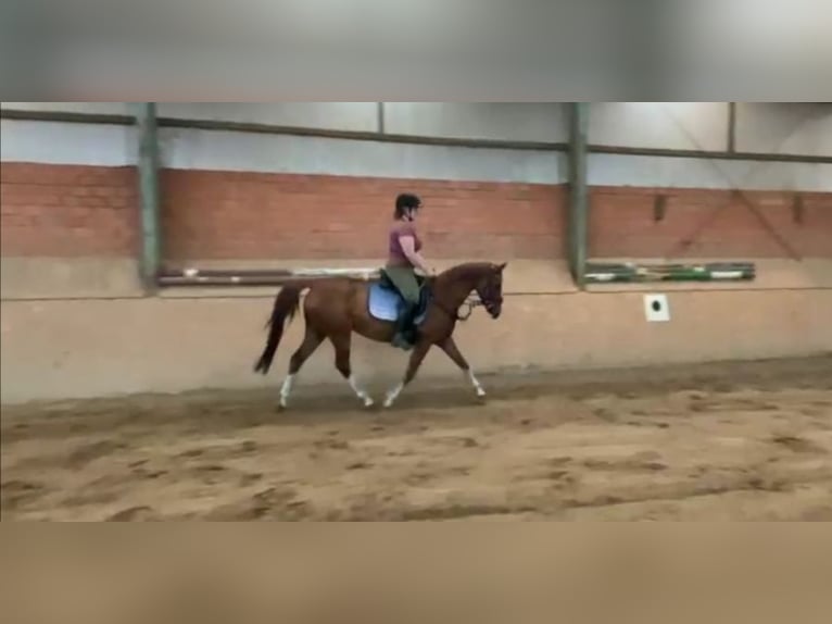 Caballo de equitación alemán pequeño Mestizo Yegua 10 años 150 cm Alazán in Ganderkesee