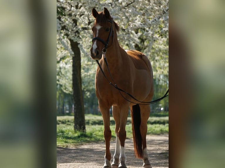 Caballo de equitación alemán pequeño Yegua 11 años 155 cm Alazán in Berlin