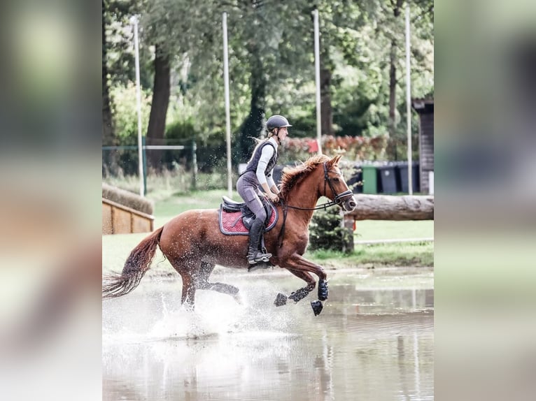 Caballo de equitación alemán pequeño Yegua 12 años 155 cm Alazán in Berlin