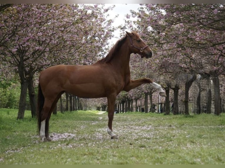 Caballo de equitación alemán pequeño Yegua 12 años 155 cm Alazán in Berlin