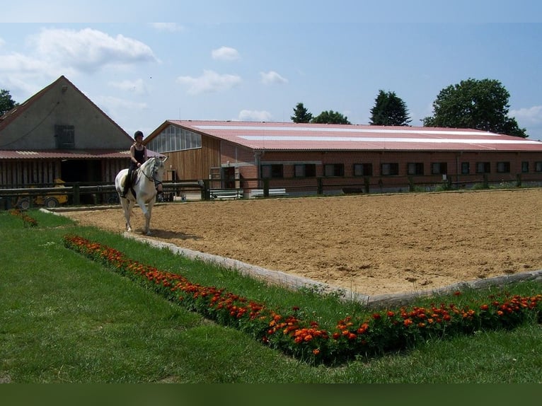 Caballo de equitación alemán pequeño Yegua 13 años  in Reichenwalde