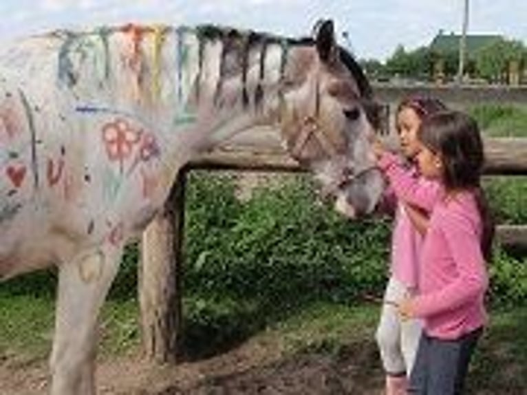 Caballo de equitación alemán pequeño Yegua 13 años  in Reichenwalde