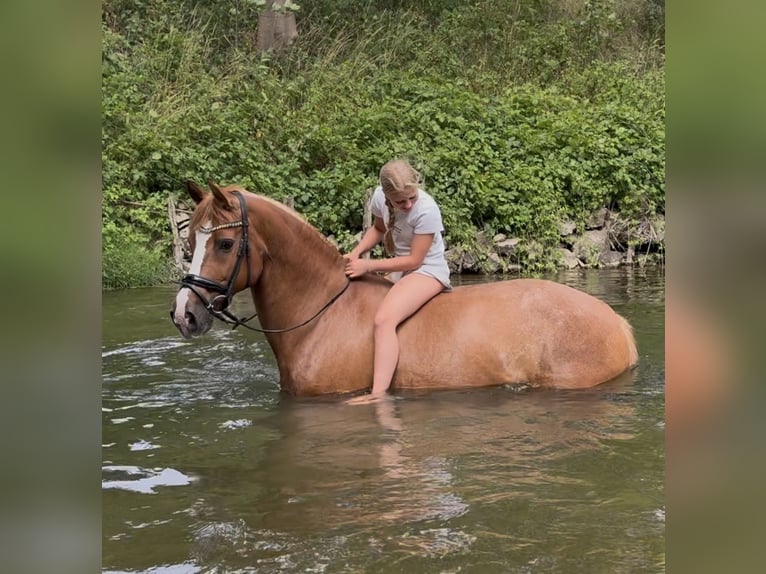 Caballo de equitación alemán pequeño Yegua 14 años 158 cm Alazán in Aulendorf