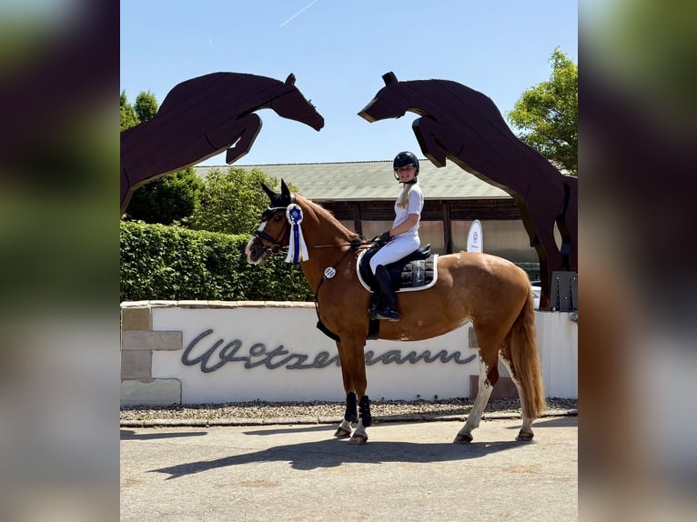 Caballo de equitación alemán pequeño Yegua 14 años 158 cm Alazán in Aulendorf