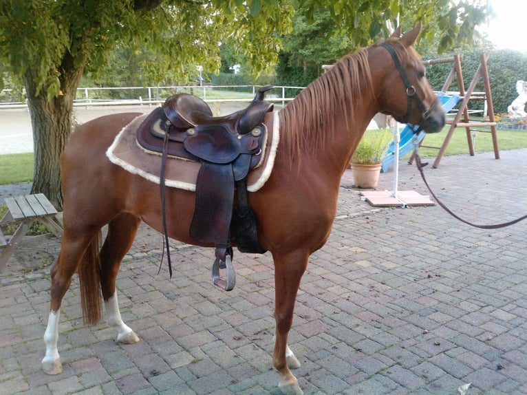 Caballo de equitación alemán pequeño Yegua 17 años 149 cm Alazán in Gernsheim