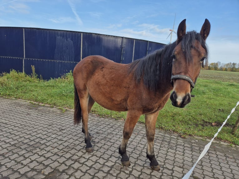 Caballo de equitación alemán pequeño Yegua 1 año 134 cm Castaño oscuro in Vreden