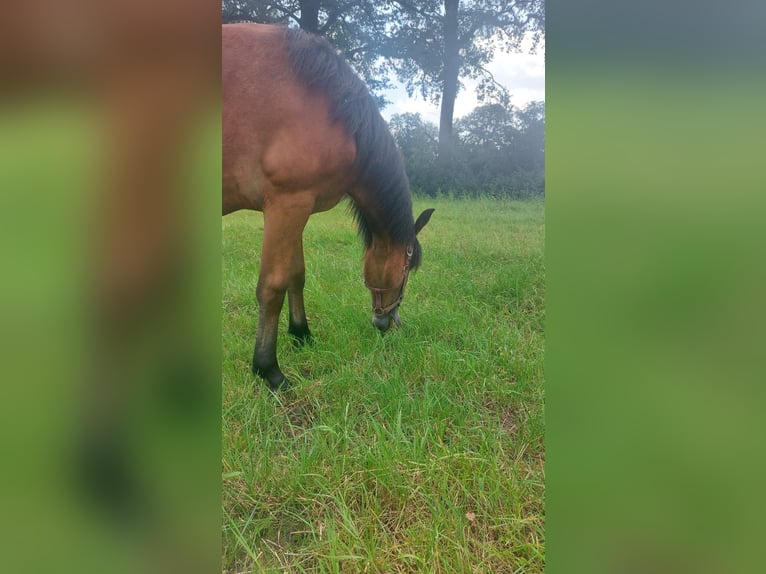 Caballo de equitación alemán pequeño Yegua 1 año 134 cm Castaño oscuro in Vreden