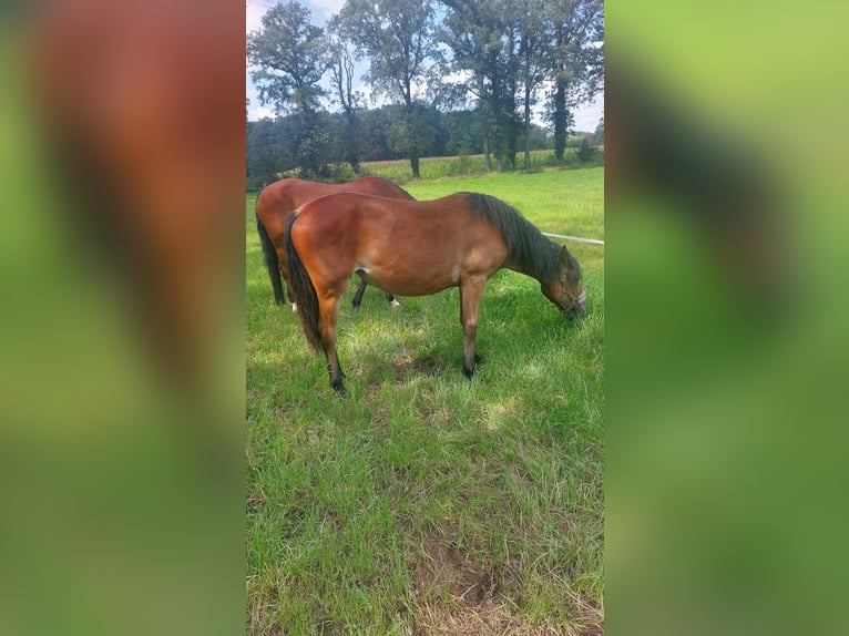 Caballo de equitación alemán pequeño Yegua 1 año 134 cm Castaño oscuro in Vreden