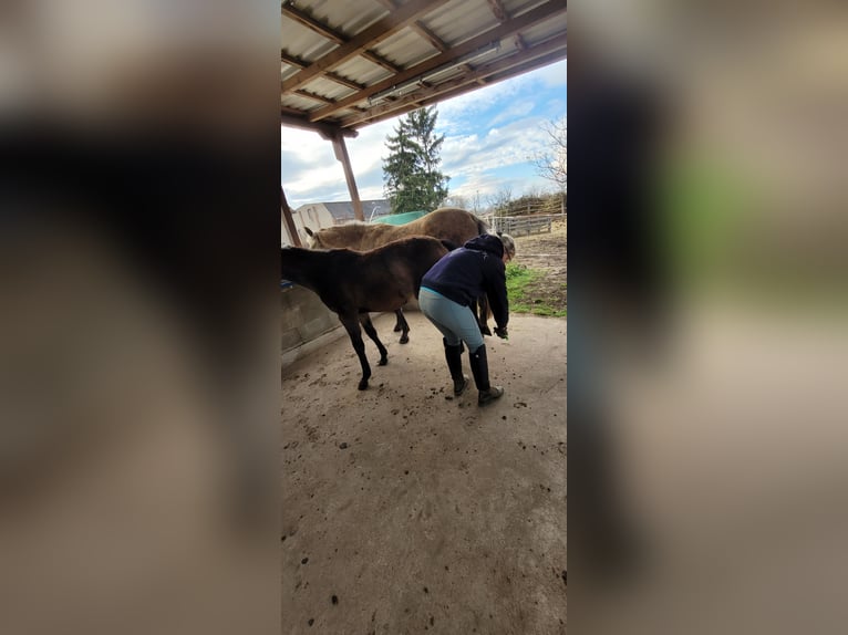 Caballo de equitación alemán pequeño Yegua 1 año 136 cm Buckskin/Bayo in Wanzleben