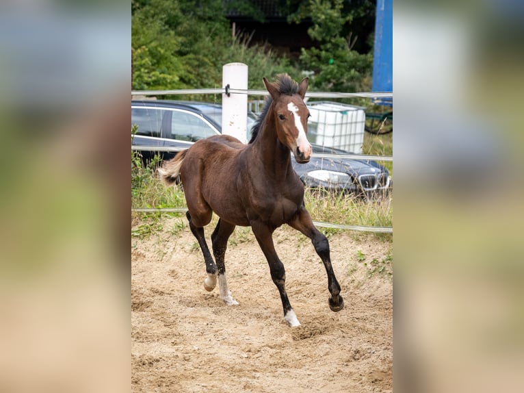 Caballo de equitación alemán pequeño Yegua 1 año 155 cm Castaño oscuro in Oeversee
