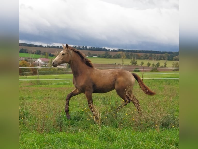 Caballo de equitación alemán pequeño Yegua 1 año 160 cm Buckskin/Bayo in Querfurt