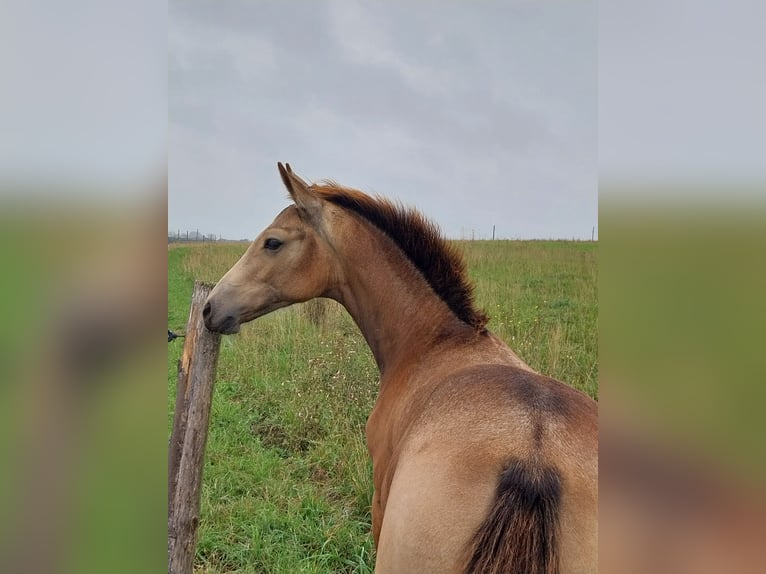 Caballo de equitación alemán pequeño Yegua 1 año 160 cm Buckskin/Bayo in Querfurt