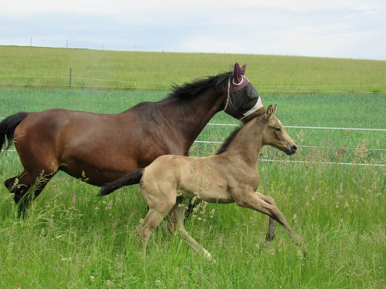 Caballo de equitación alemán pequeño Yegua 1 año 160 cm Buckskin/Bayo in Querfurt