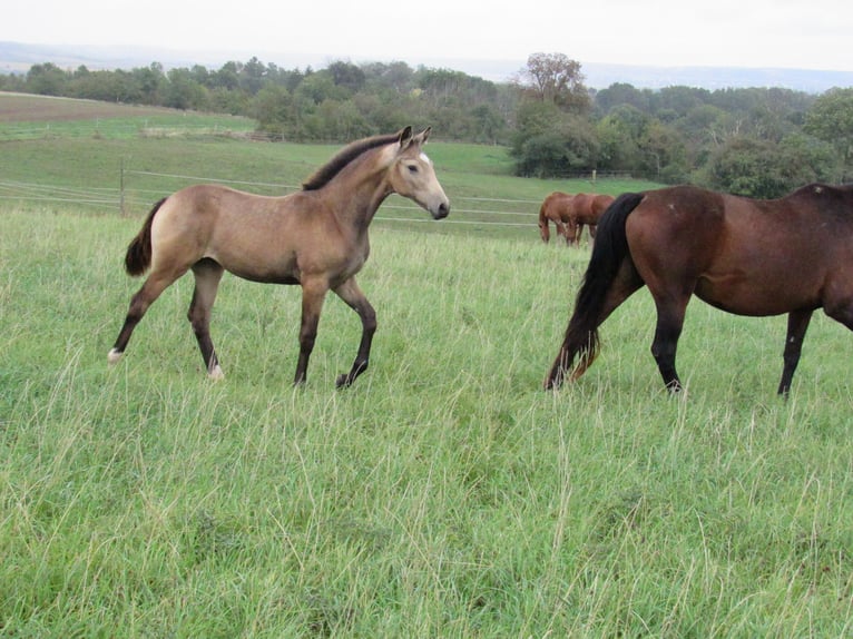 Caballo de equitación alemán pequeño Yegua 1 año 160 cm Buckskin/Bayo in Querfurt