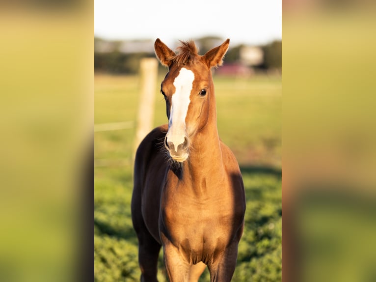Caballo de equitación alemán pequeño Yegua 1 año Alazán in Groß Kreutz
