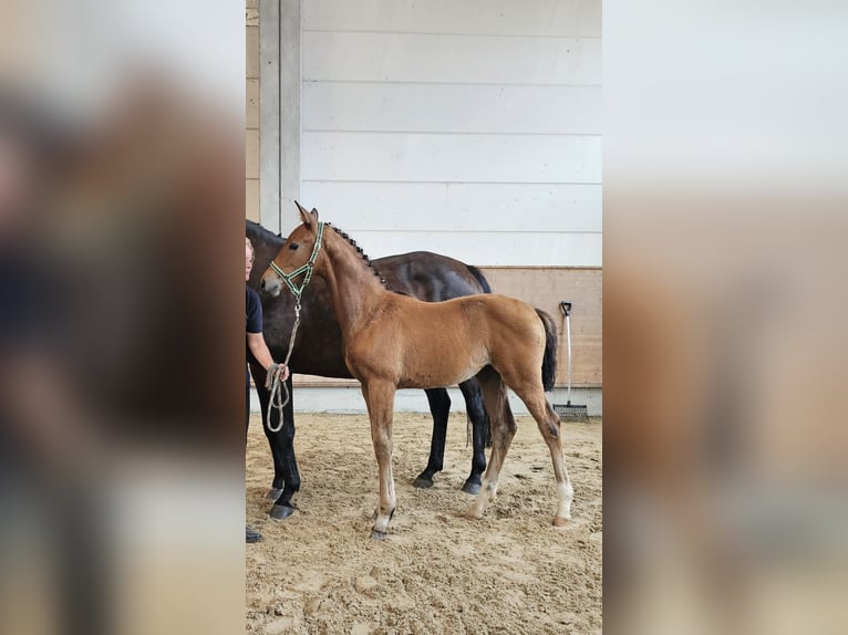 Caballo de equitación alemán pequeño Yegua 1 año Castaño in Gudow